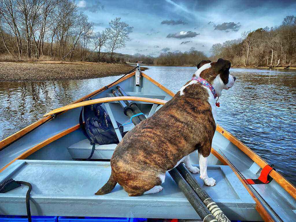 Dog standing at the bow of a drift boat on Taneycomo